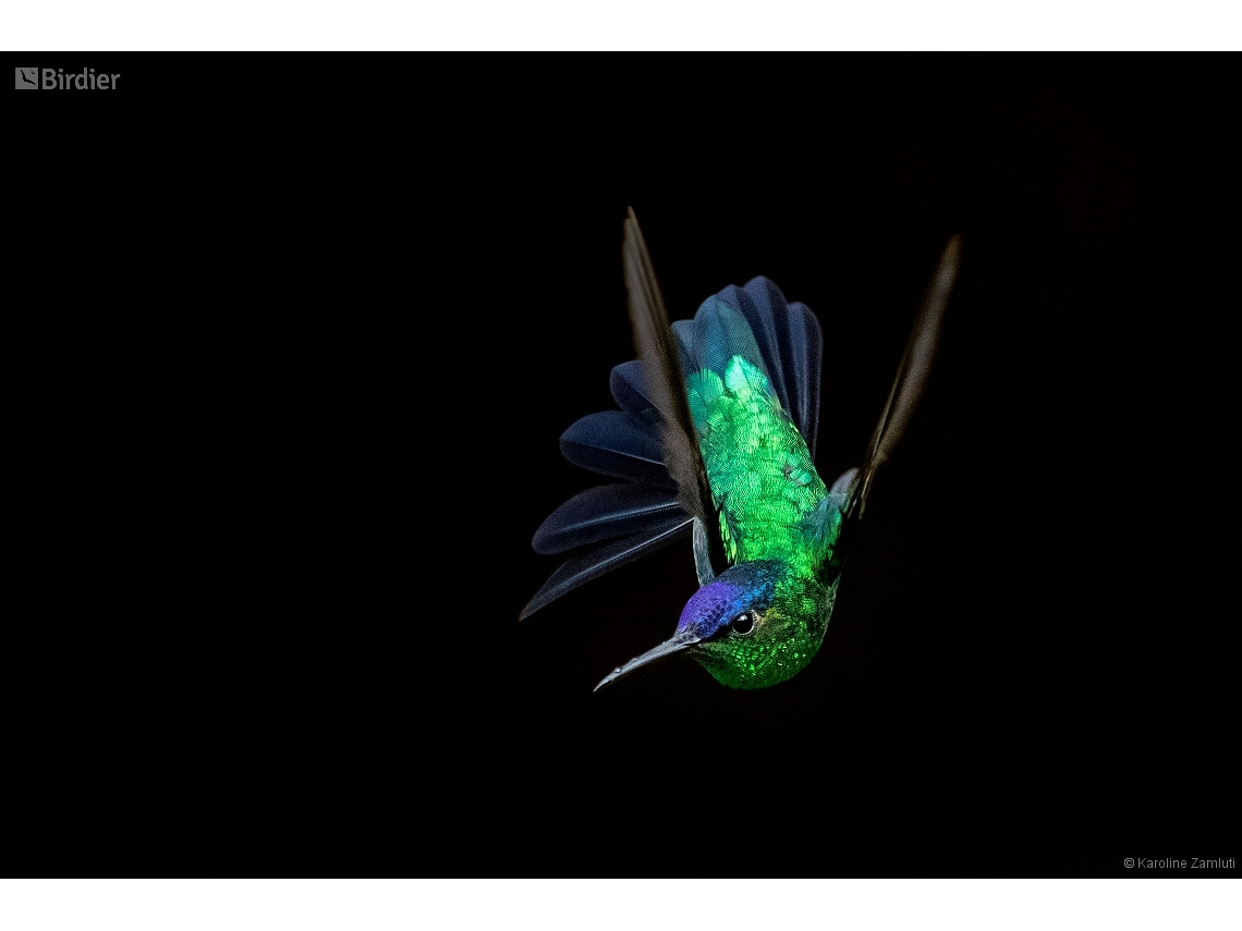 Thalurania glaucopis