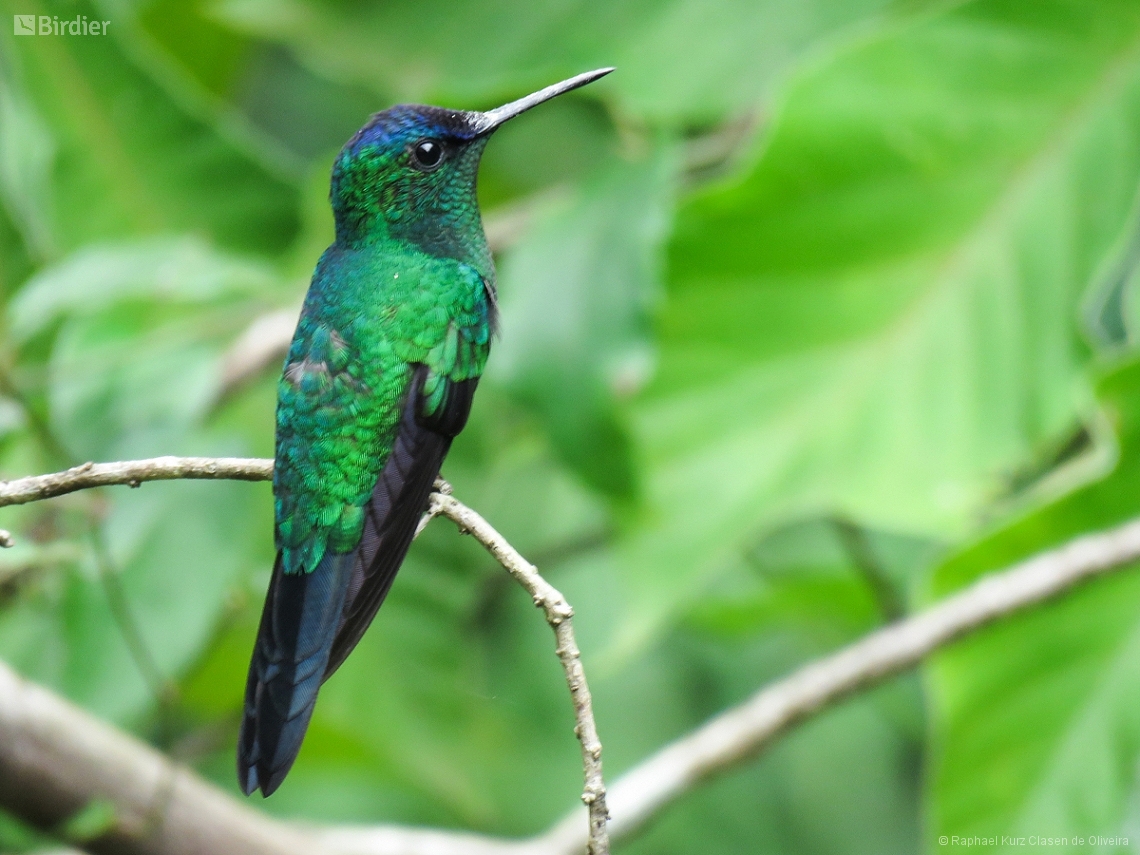 Thalurania glaucopis