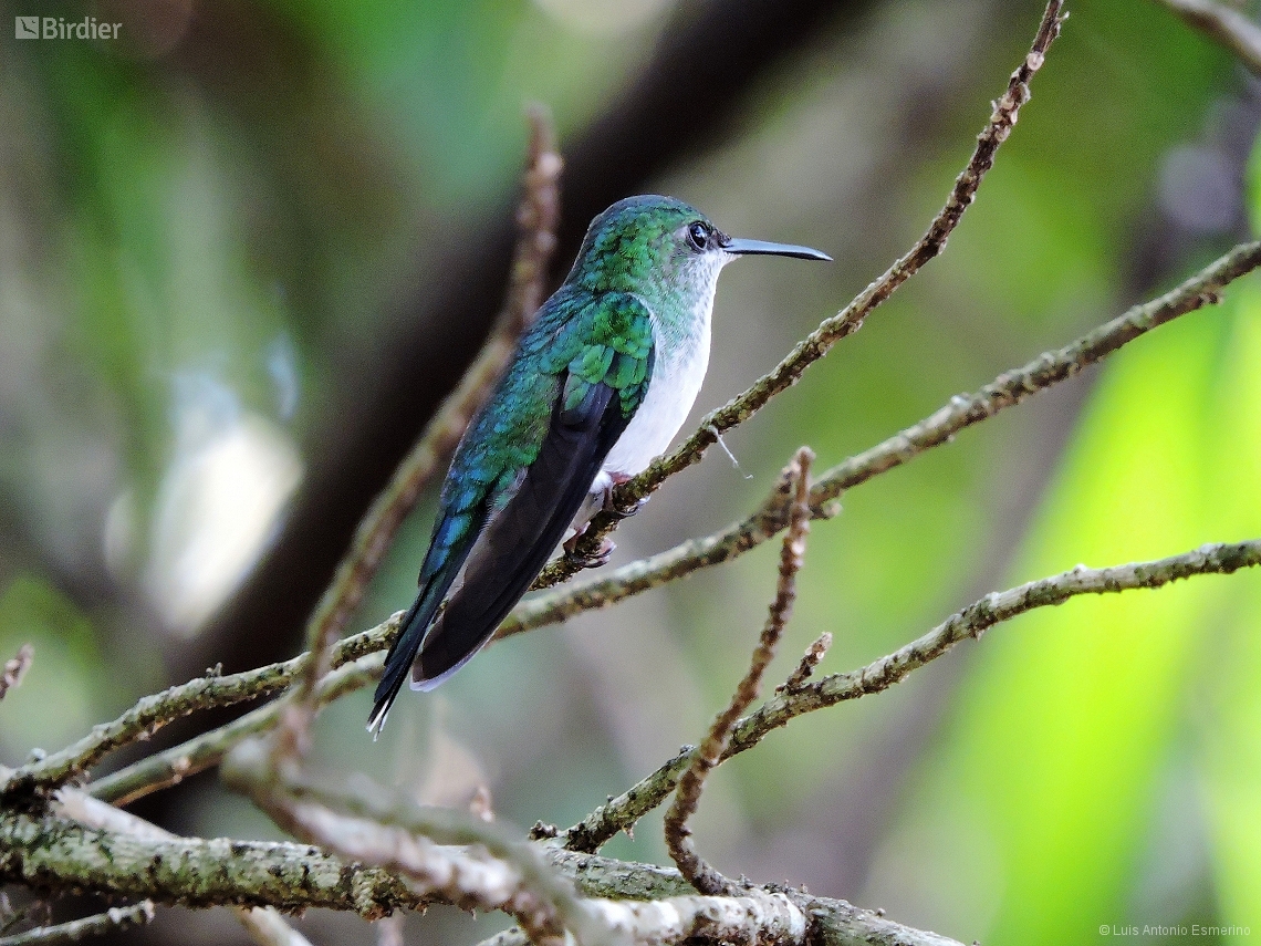 Thalurania glaucopis