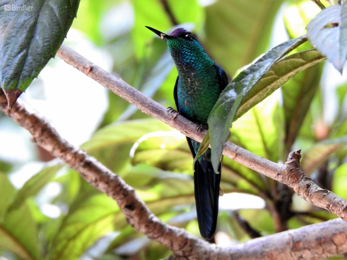 Thalurania glaucopis