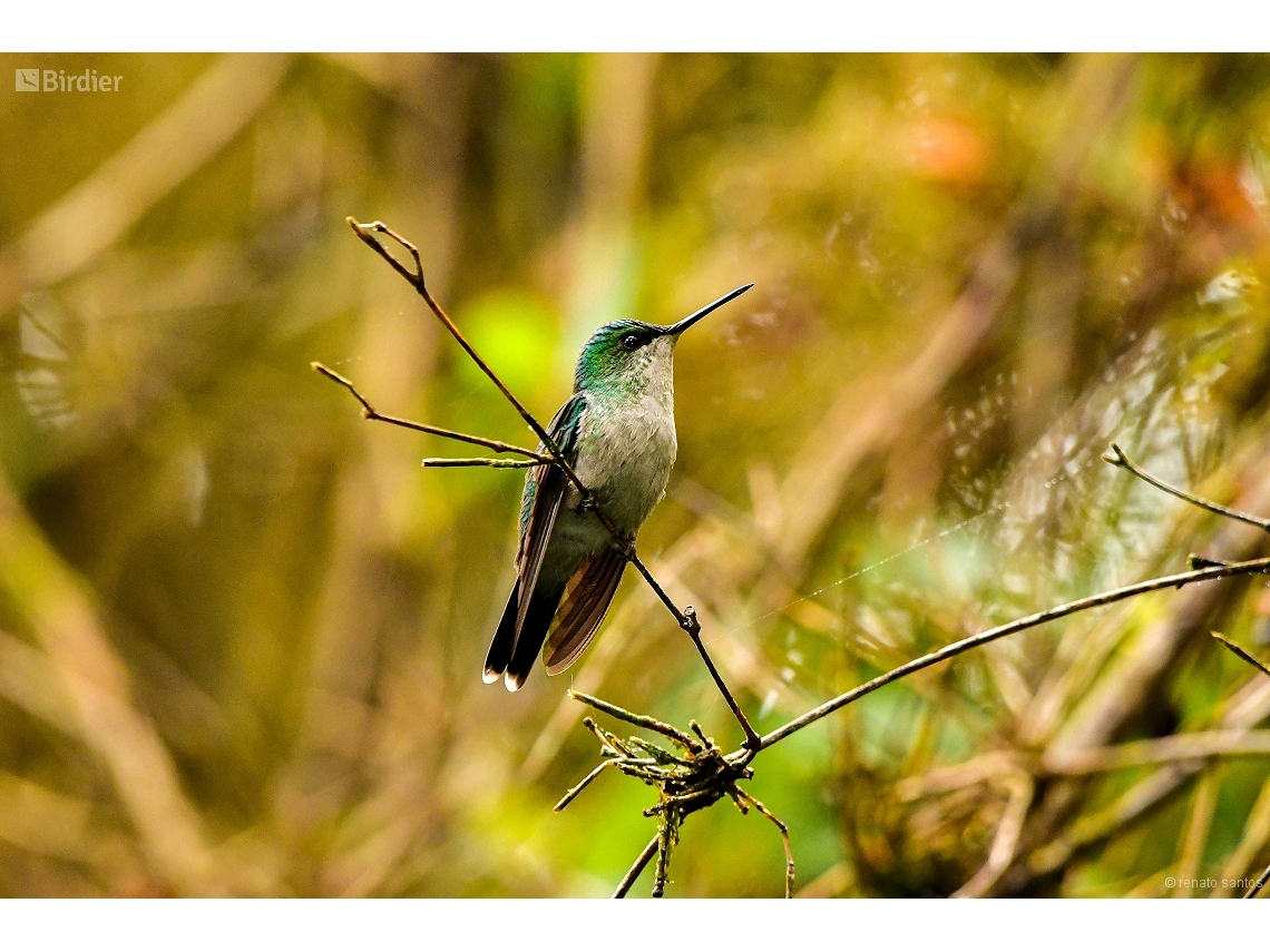 Thalurania glaucopis