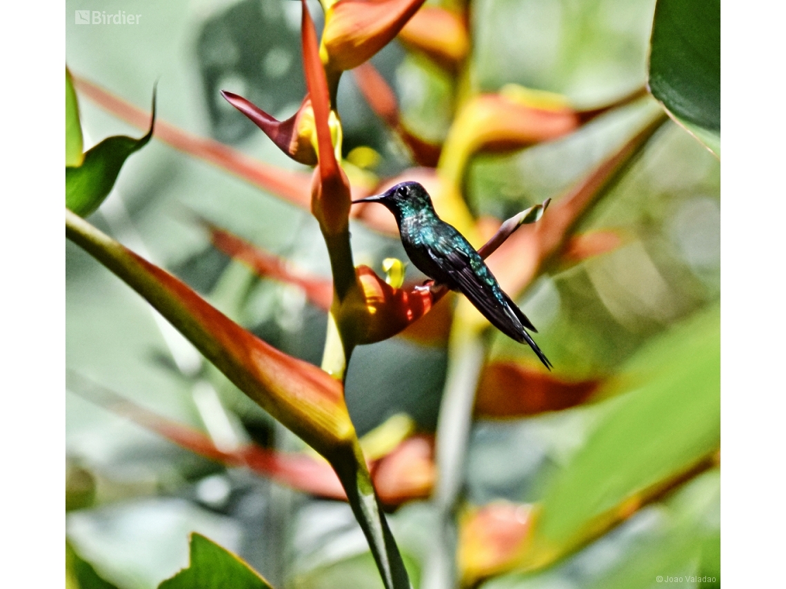 Thalurania glaucopis