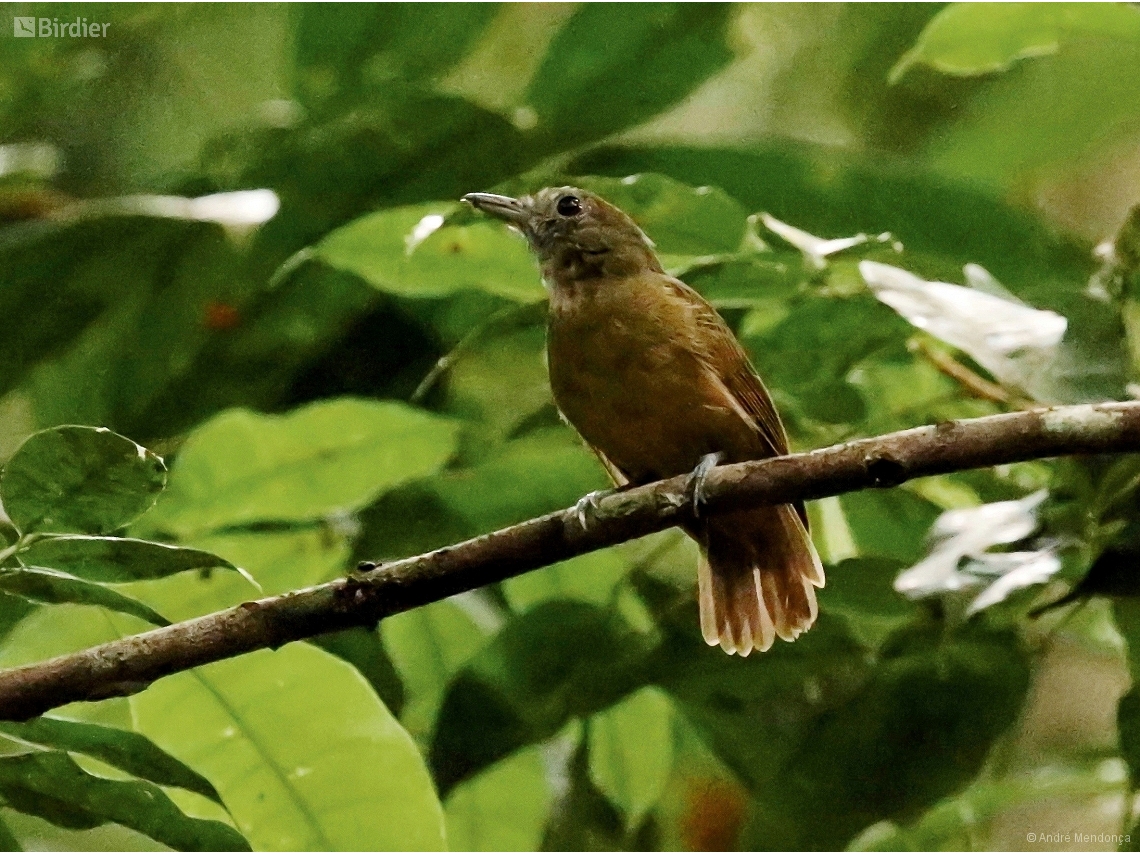 Thamnomanes ardesiacus