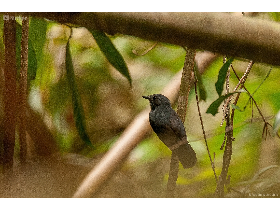Thamnomanes schistogynus