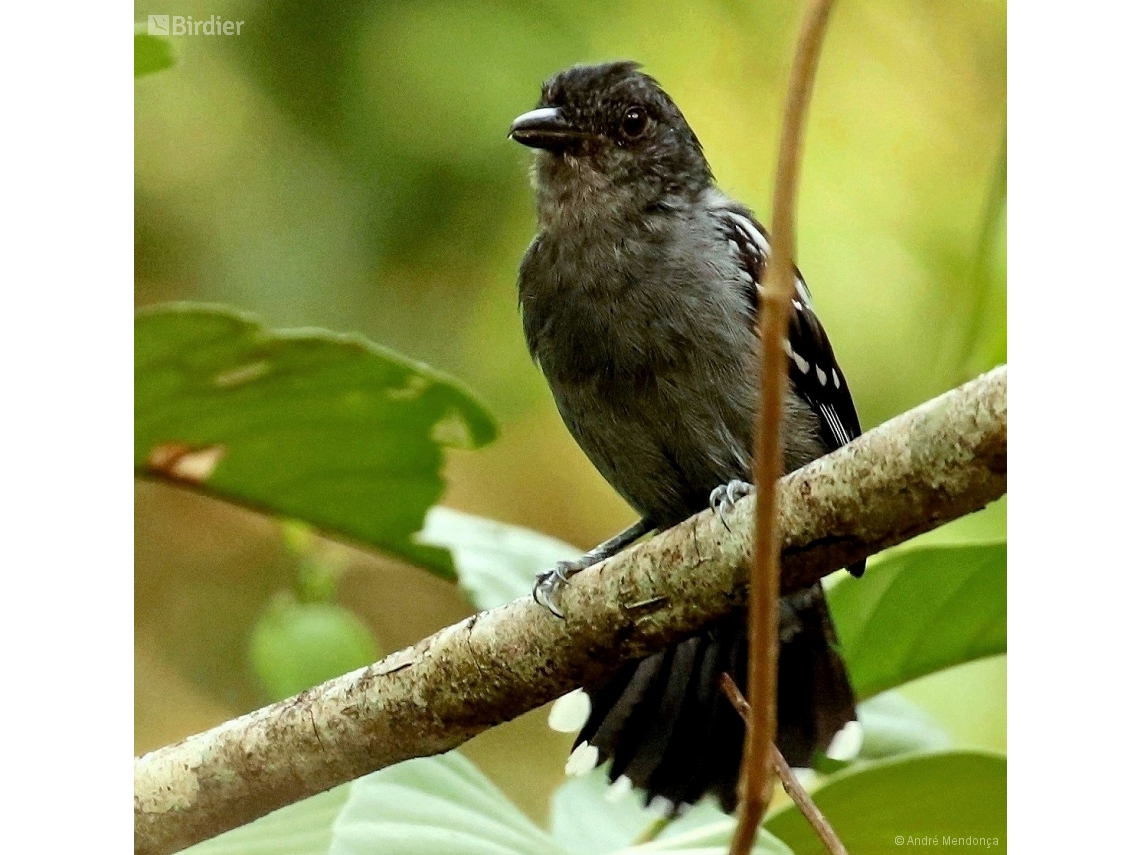 Thamnophilus amazonicus