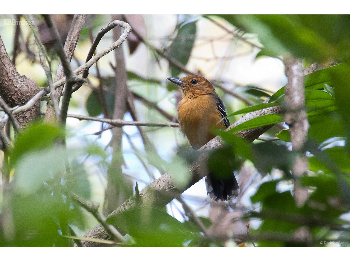 Thamnophilus amazonicus