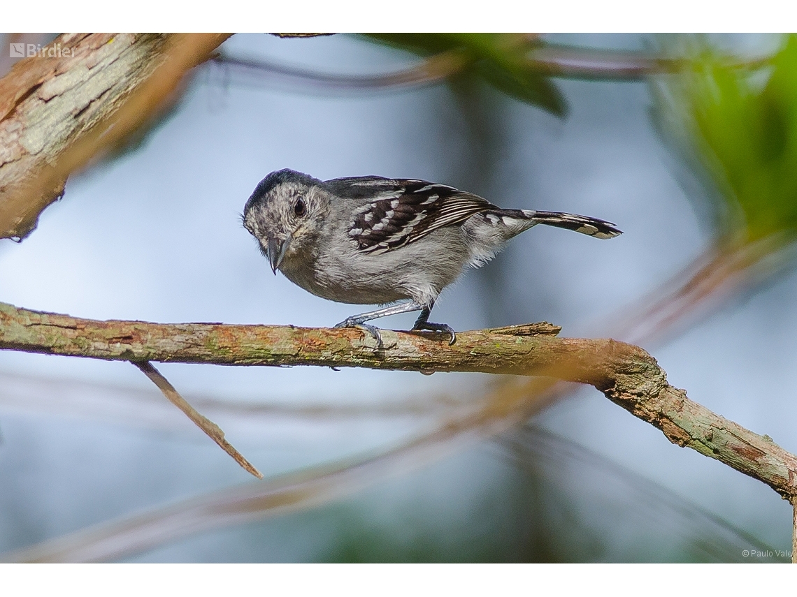 Thamnophilus ambiguus