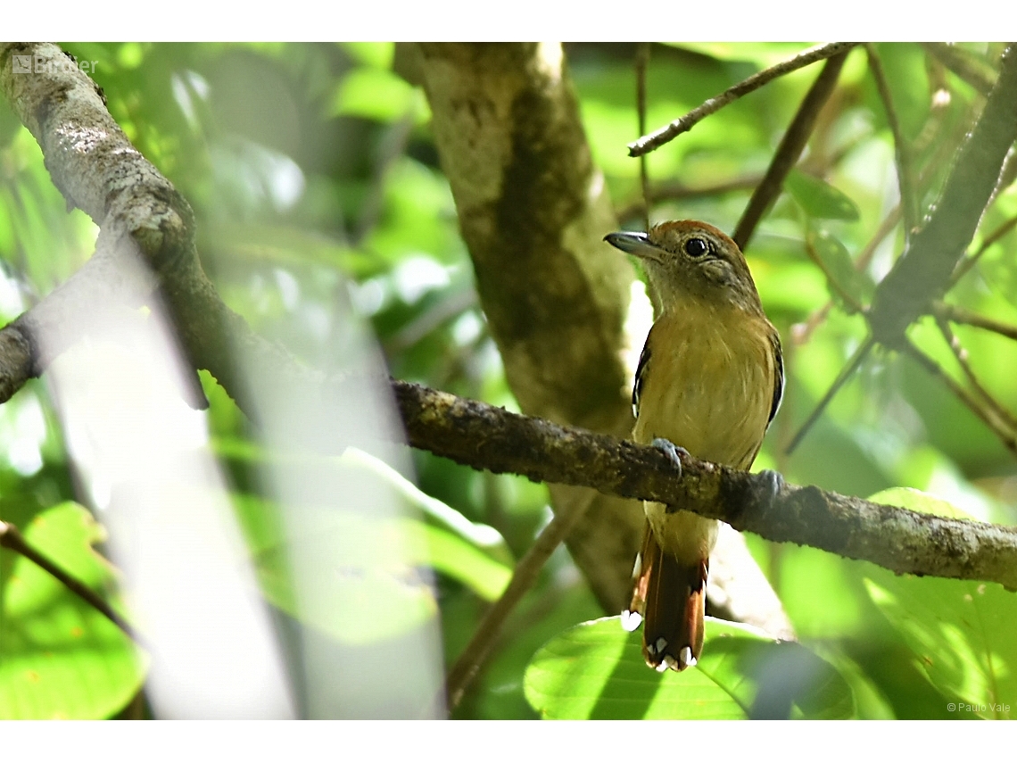 Thamnophilus ambiguus