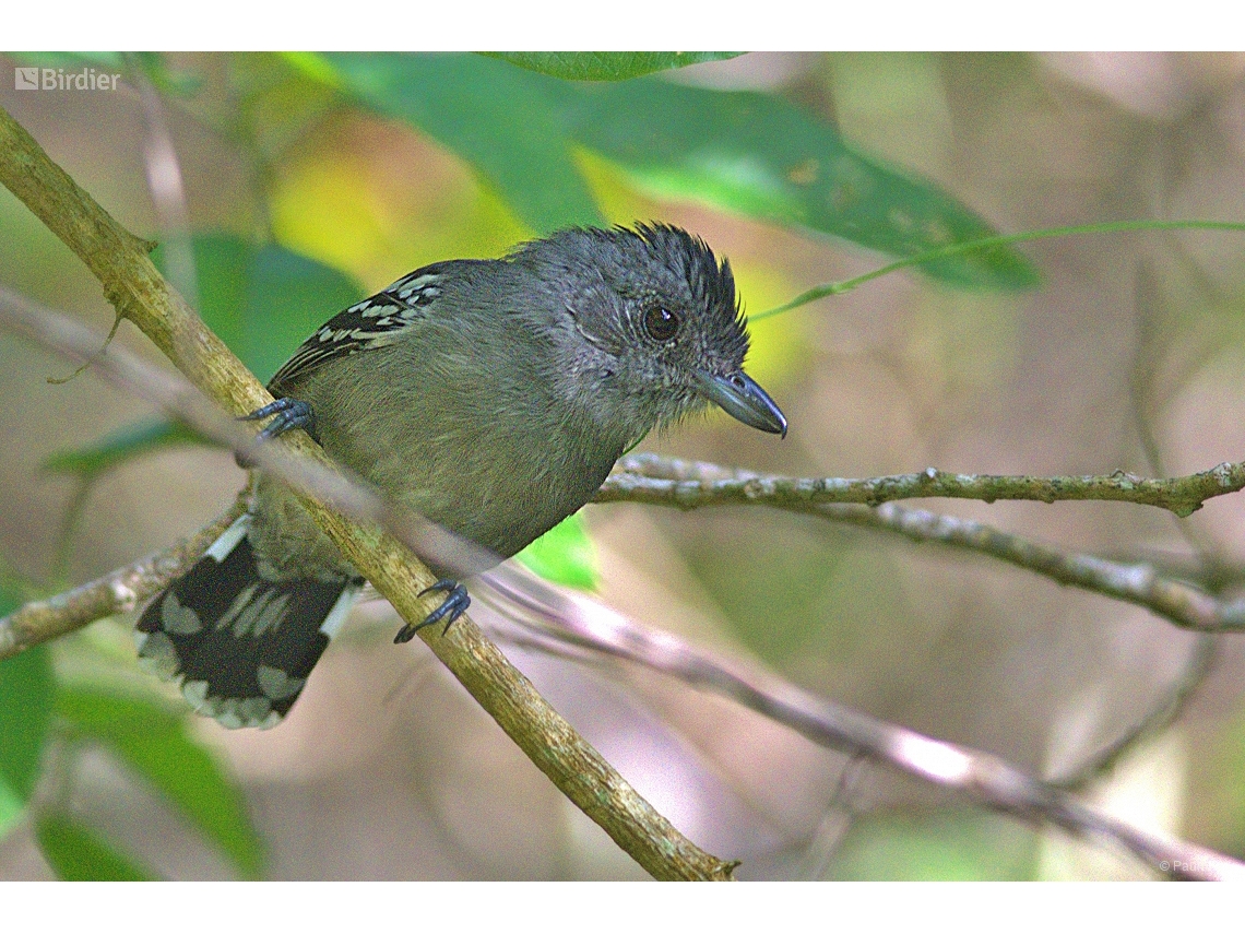 Thamnophilus ambiguus