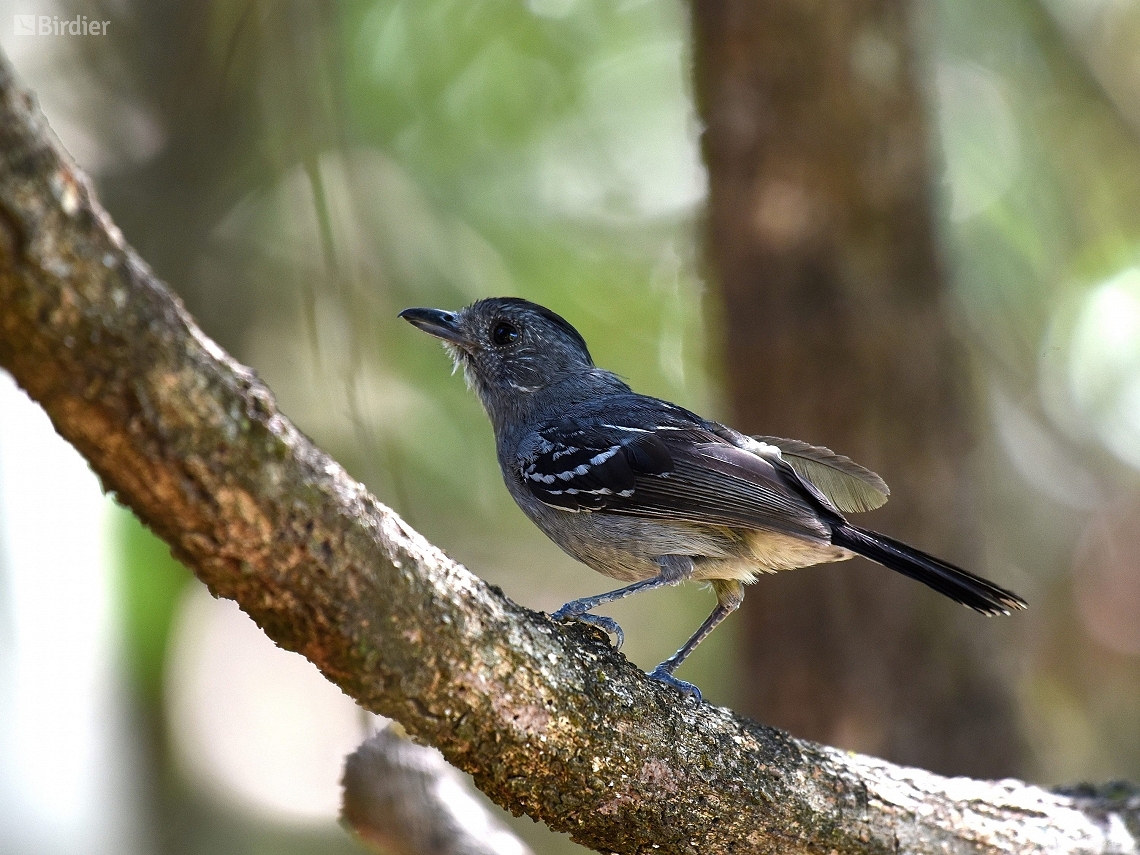 Thamnophilus caerulescens