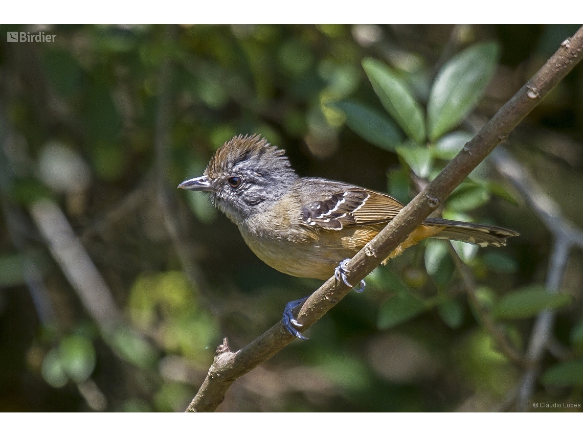 Thamnophilus caerulescens