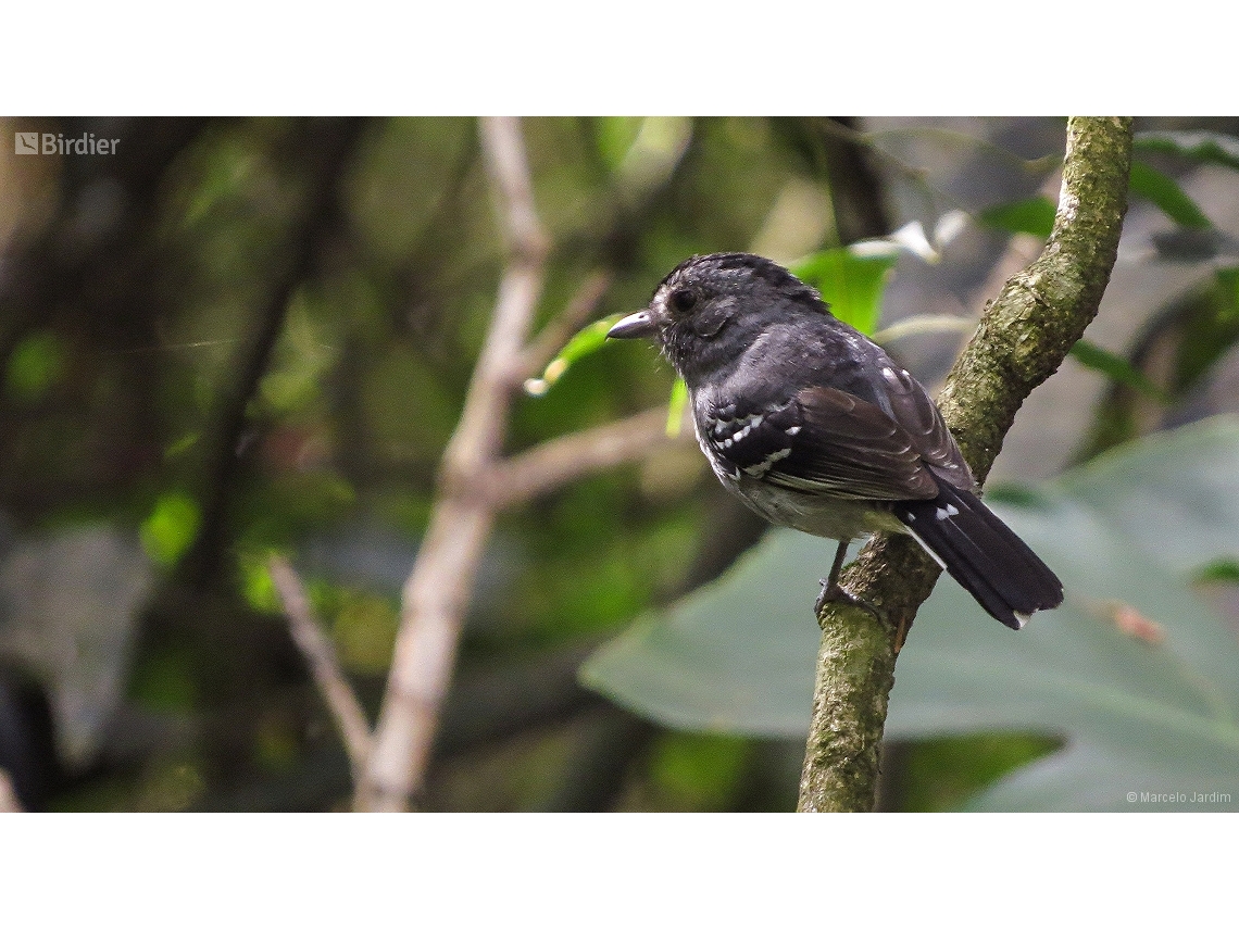 Thamnophilus caerulescens