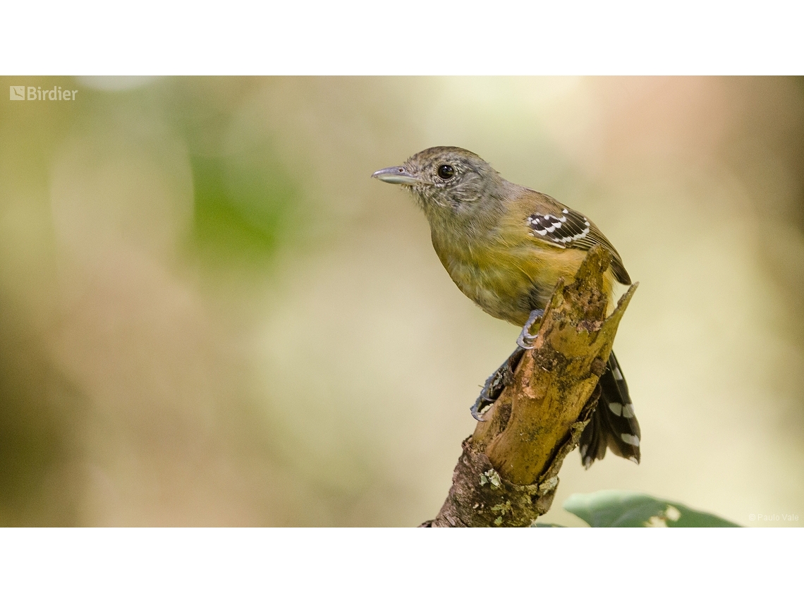 Thamnophilus caerulescens