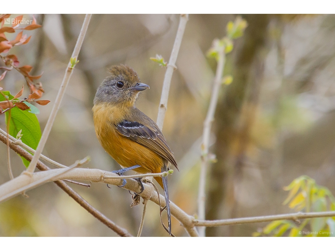 Thamnophilus caerulescens