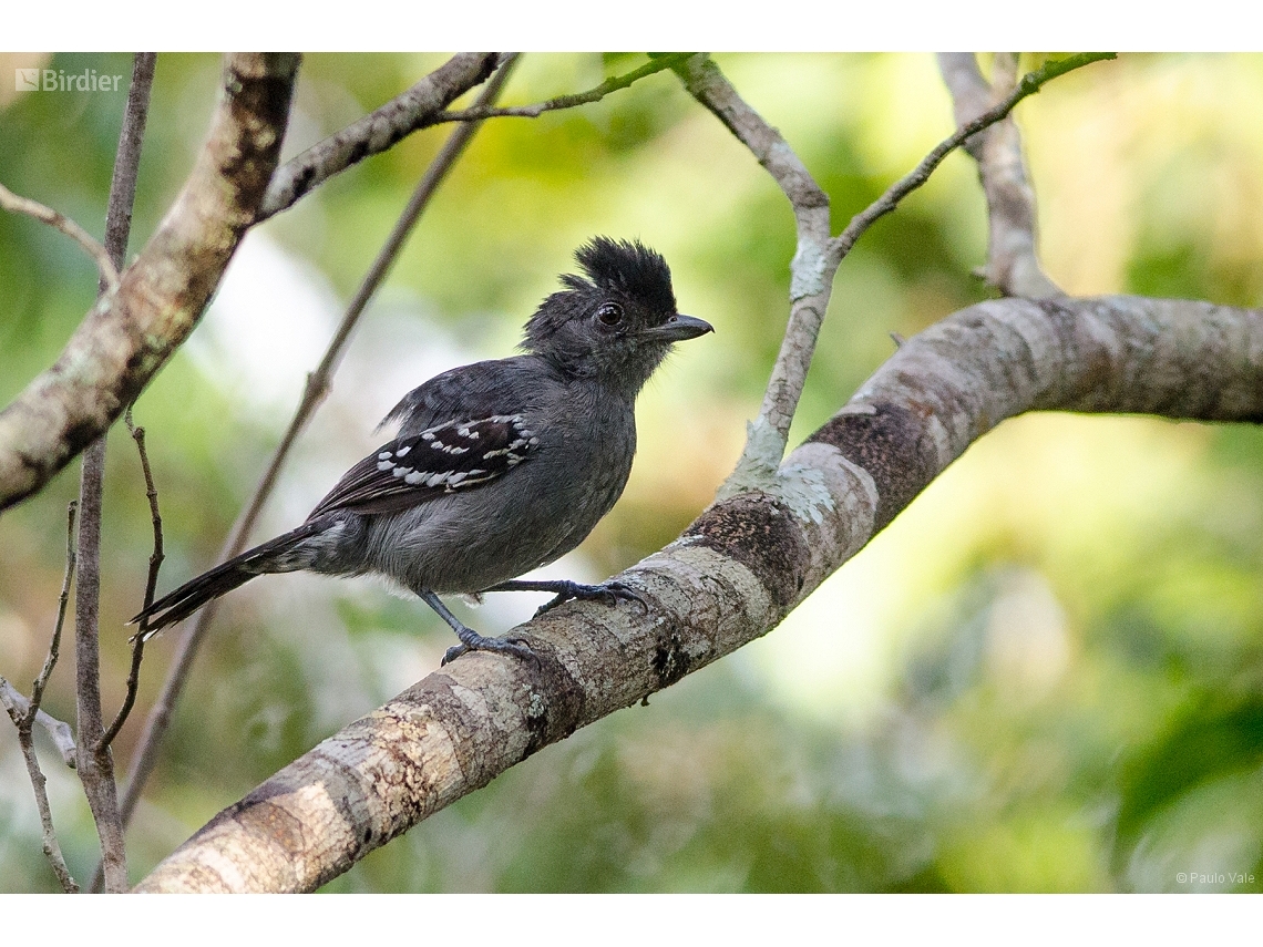 Thamnophilus caerulescens