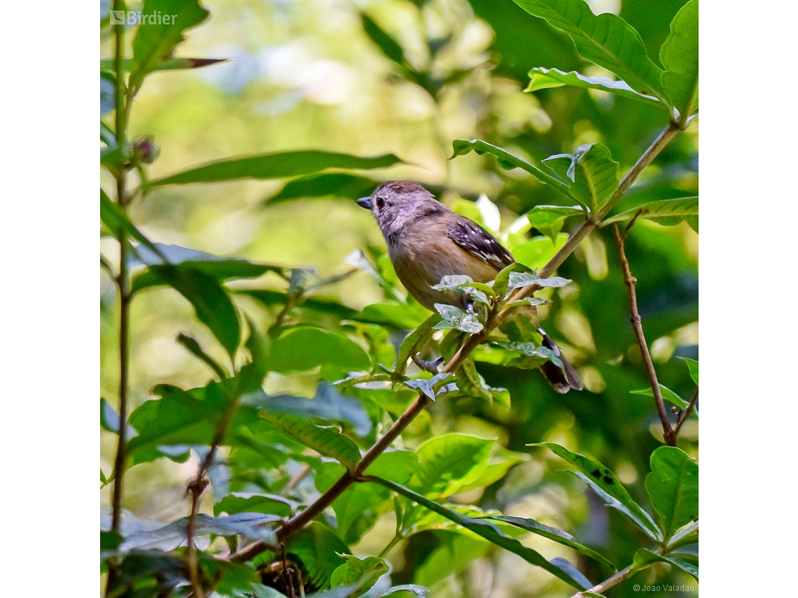 Thamnophilus caerulescens