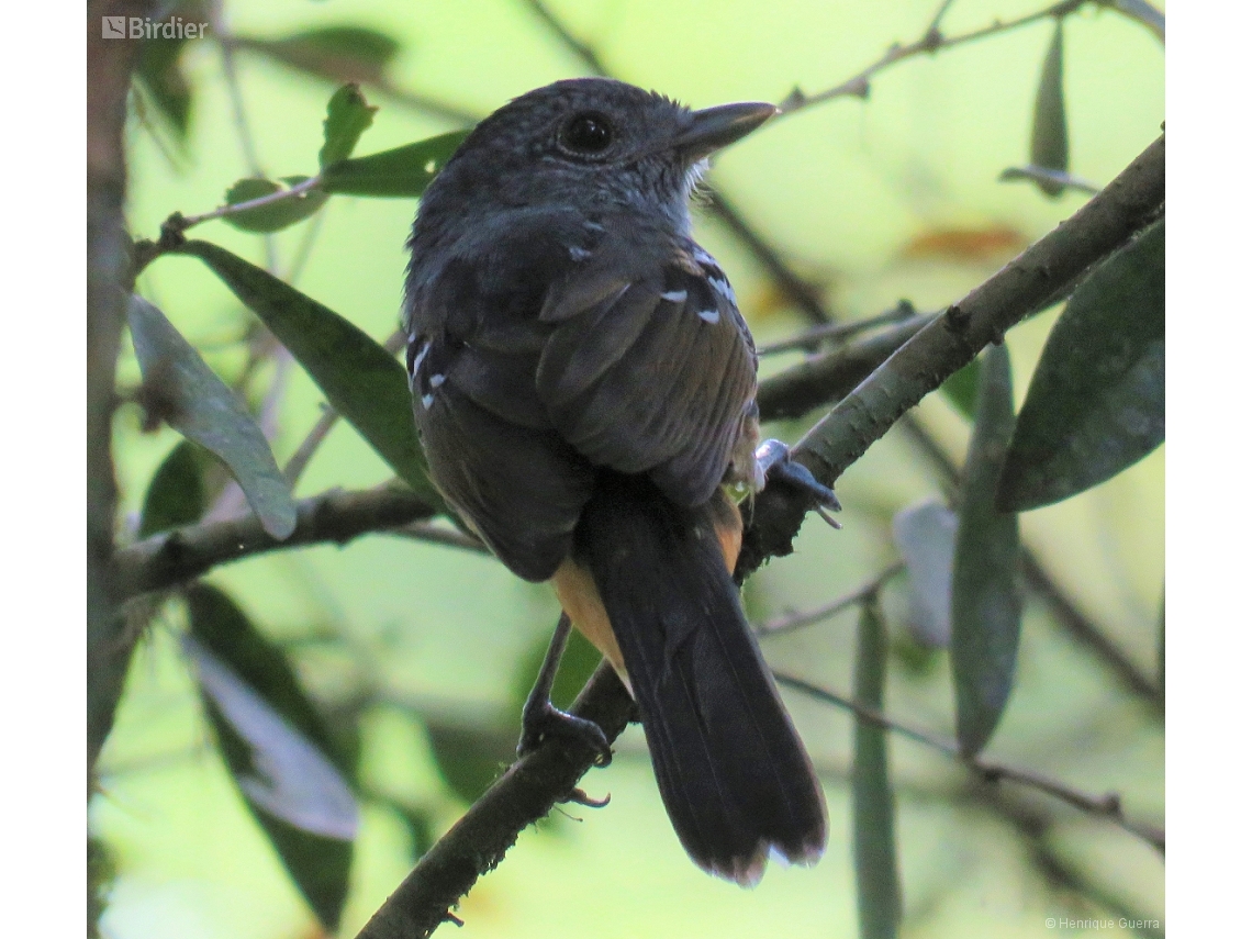 Thamnophilus caerulescens