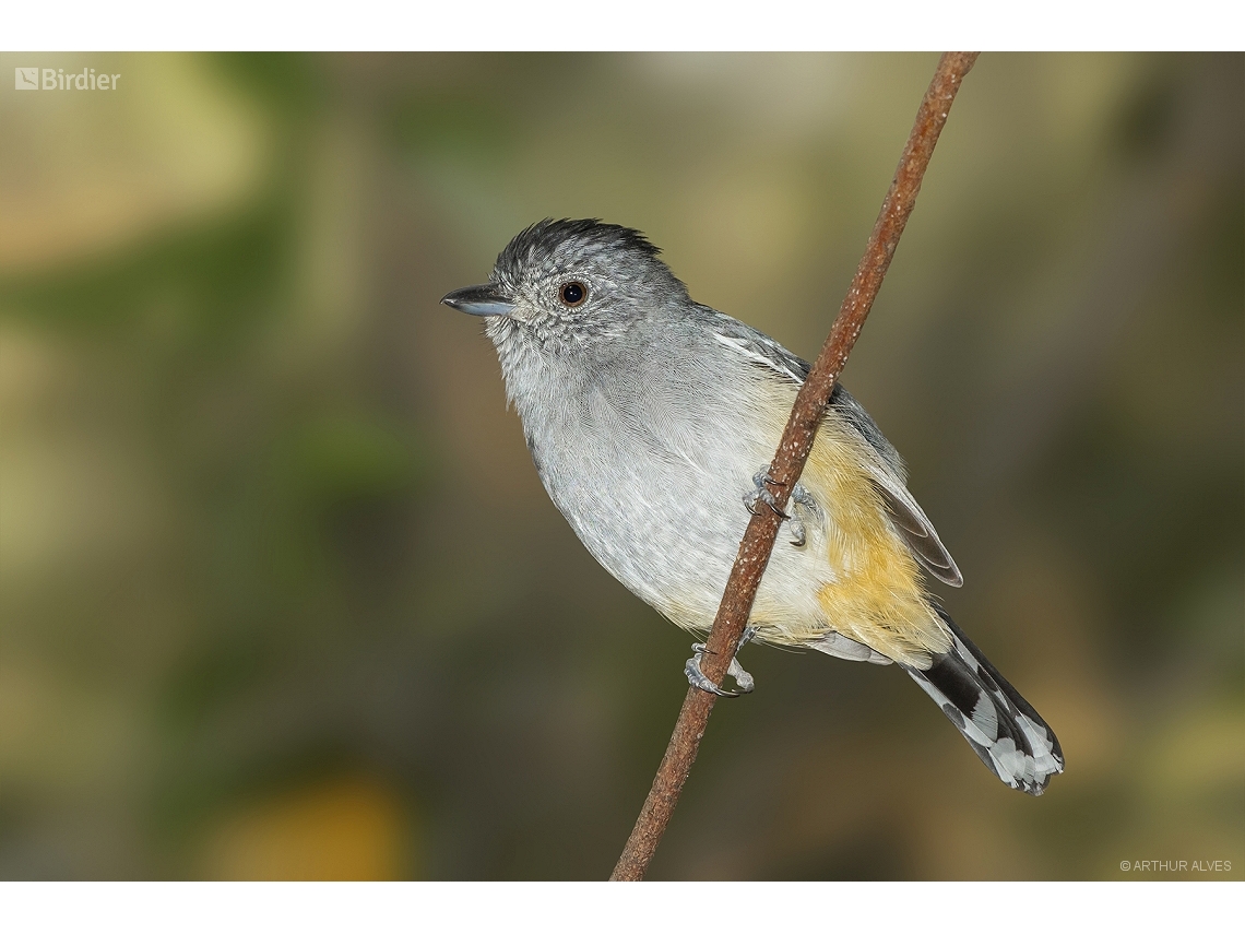 Thamnophilus caerulescens