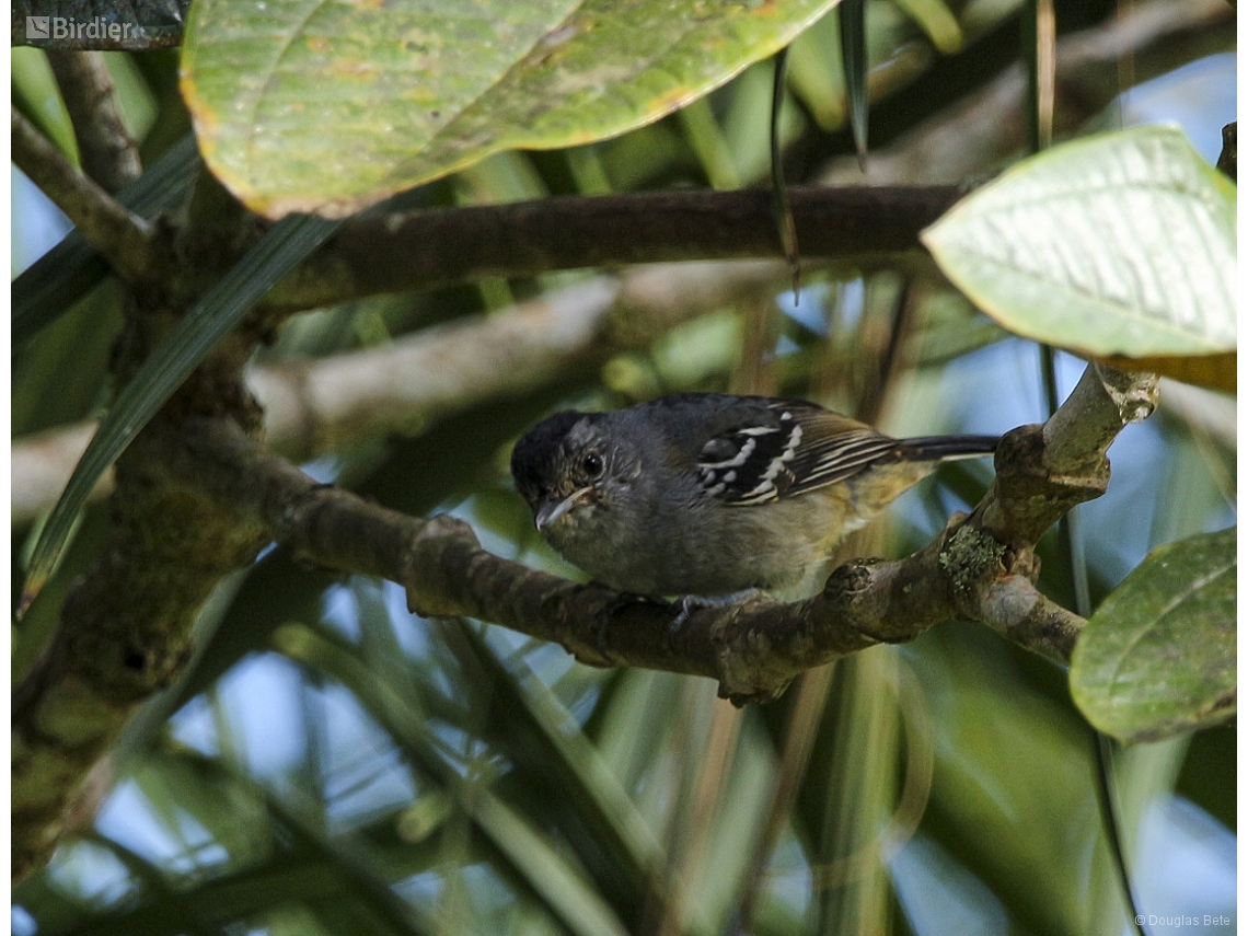 Thamnophilus caerulescens