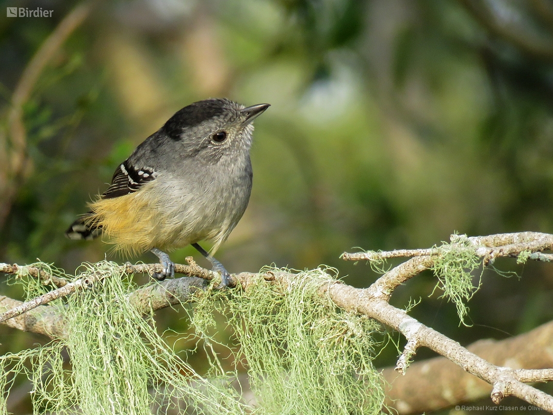 Thamnophilus caerulescens