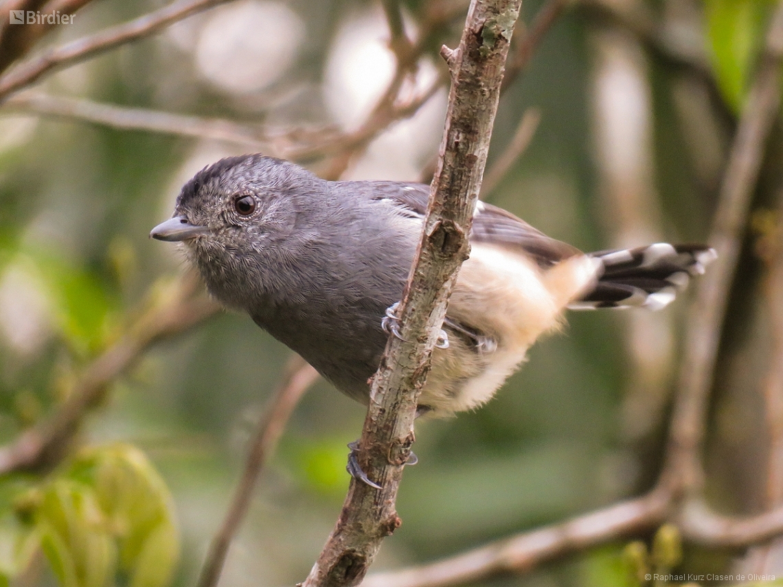 Thamnophilus caerulescens