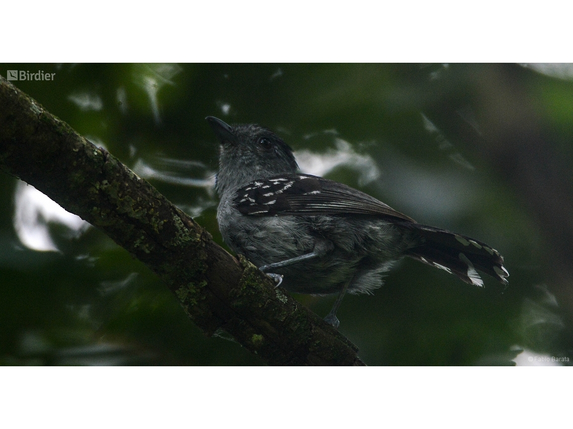 Thamnophilus caerulescens