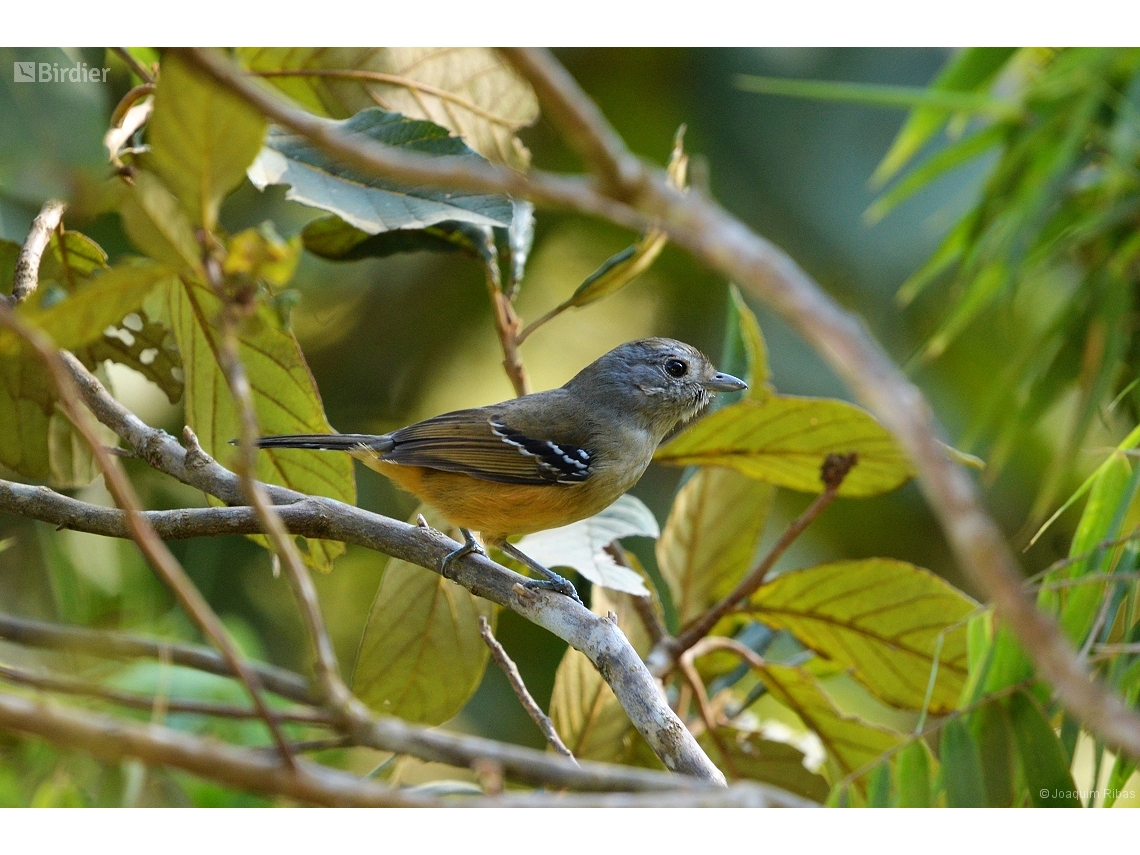 Thamnophilus caerulescens