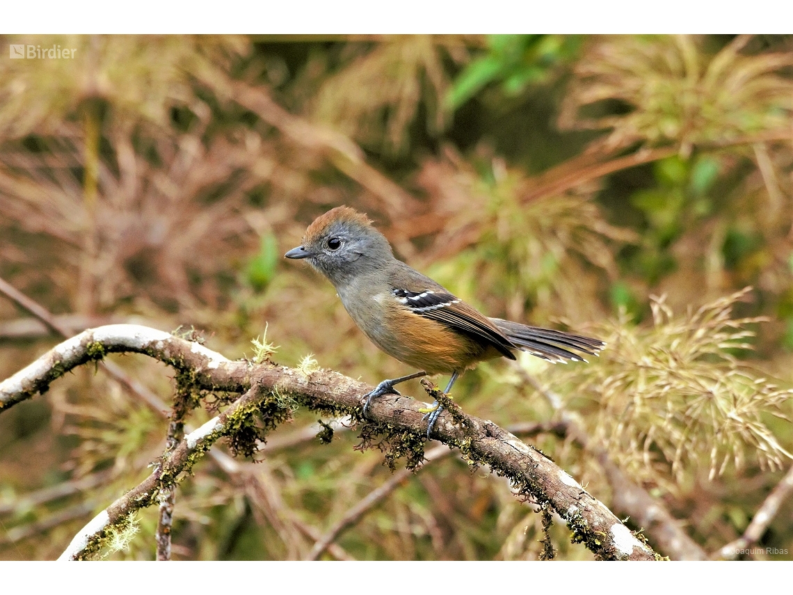 Thamnophilus caerulescens