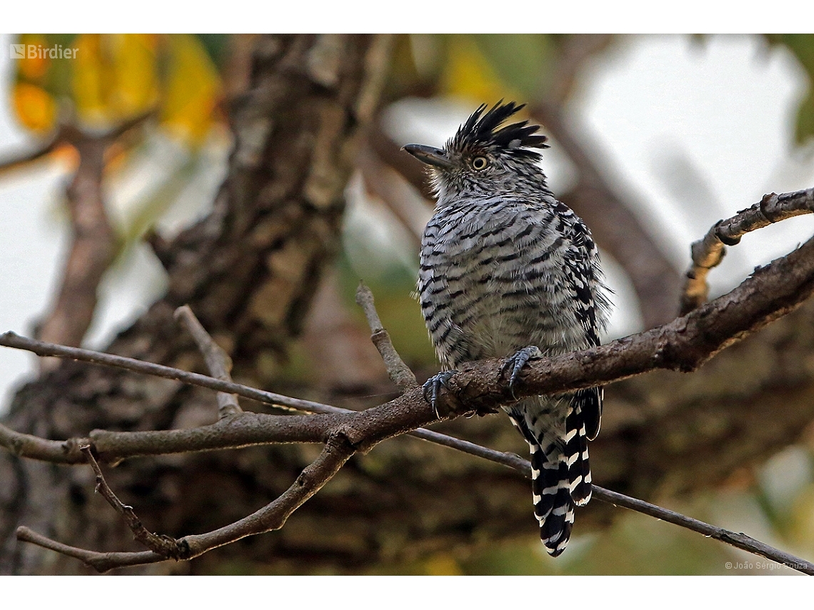 Thamnophilus doliatus