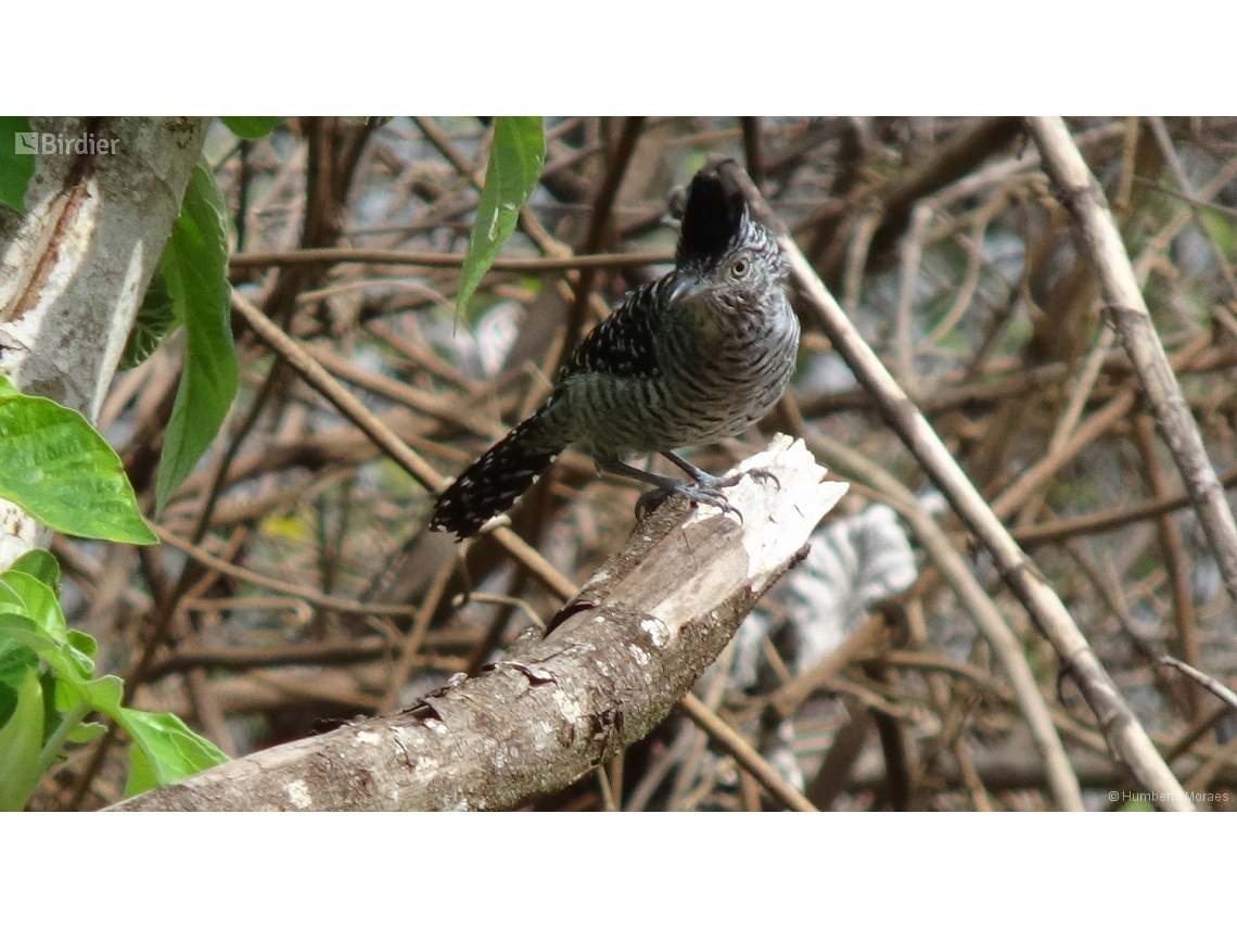 Thamnophilus doliatus