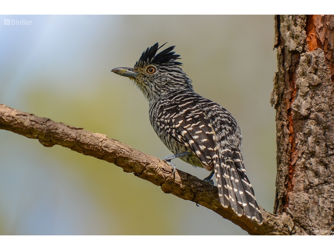 Thamnophilus doliatus