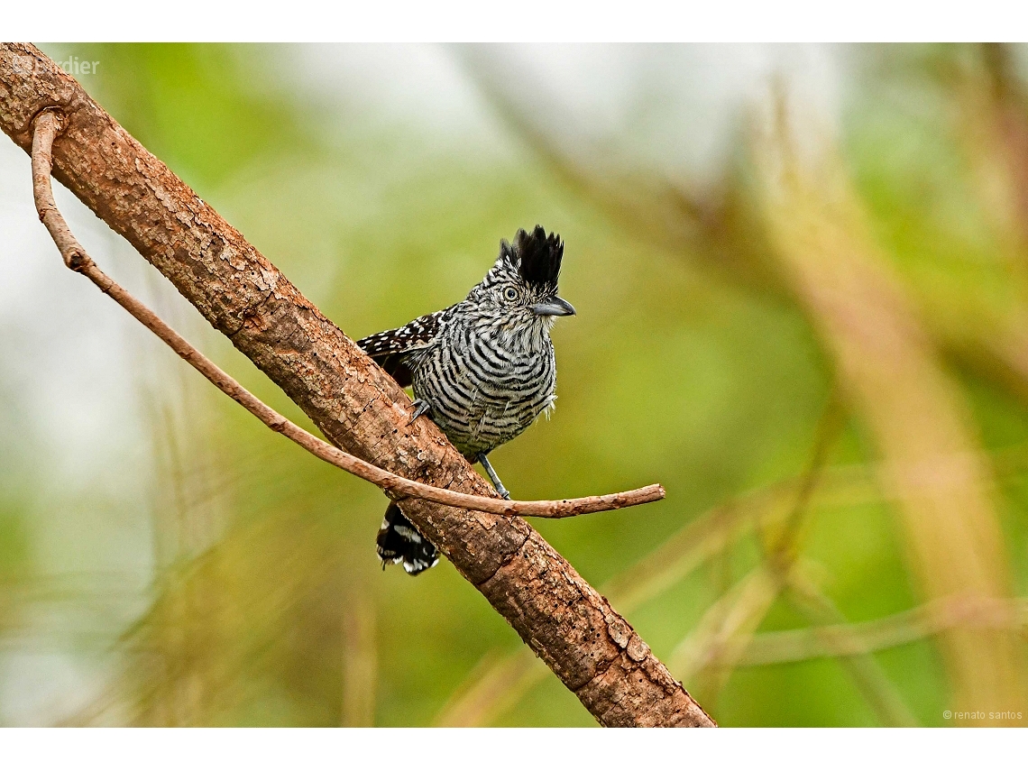 Thamnophilus doliatus