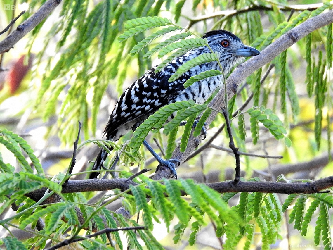 Thamnophilus capistratus