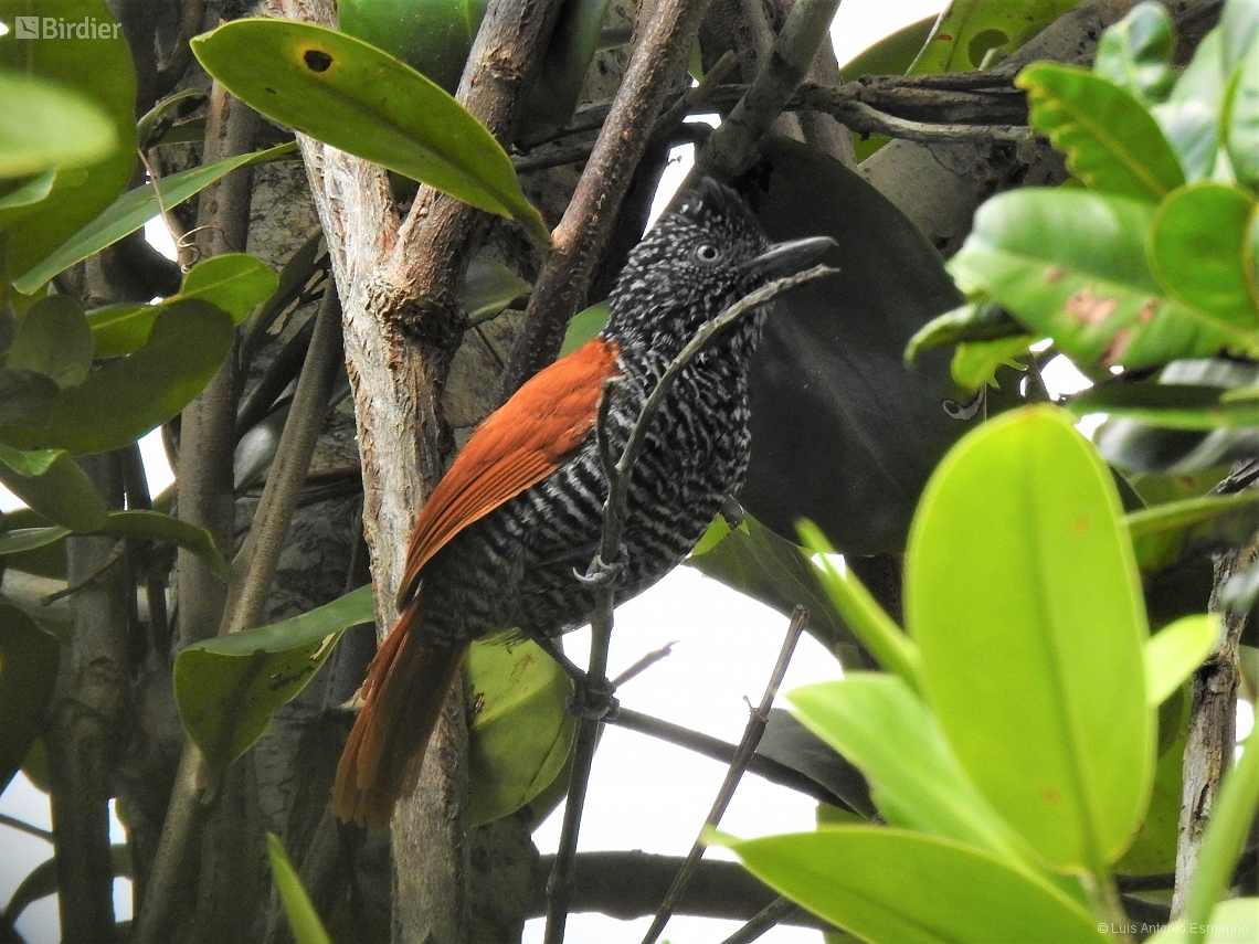 Thamnophilus palliatus