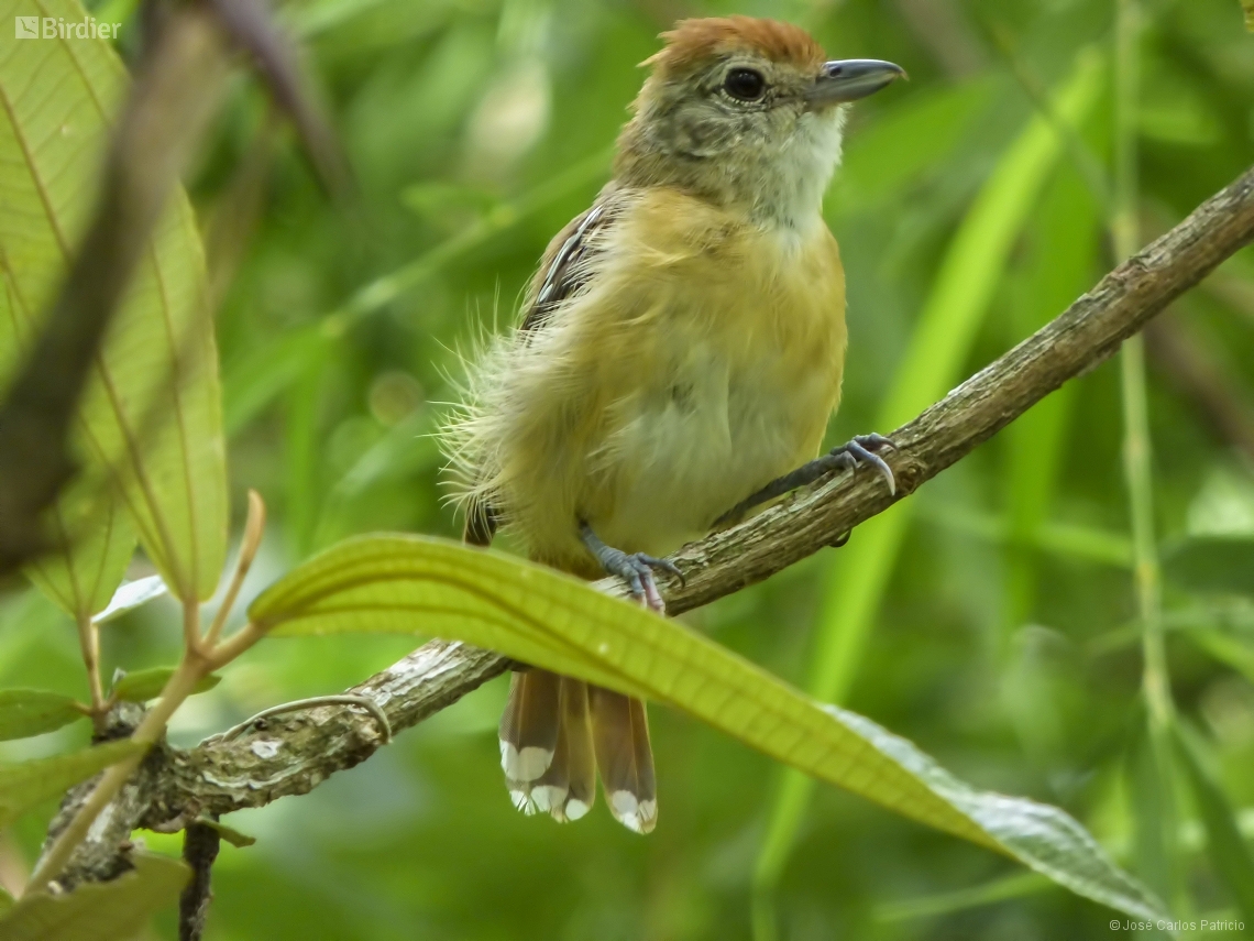 Thamnophilus pelzelni