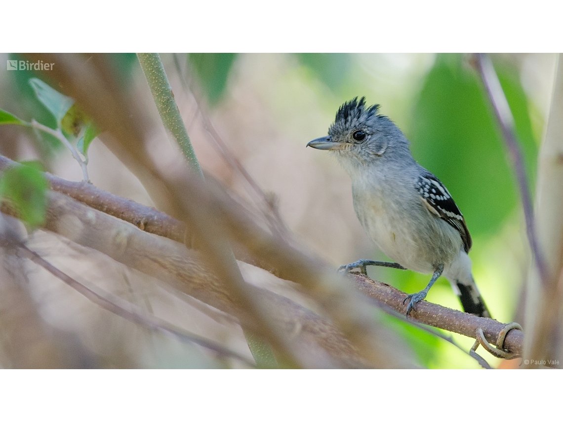 Thamnophilus pelzelni