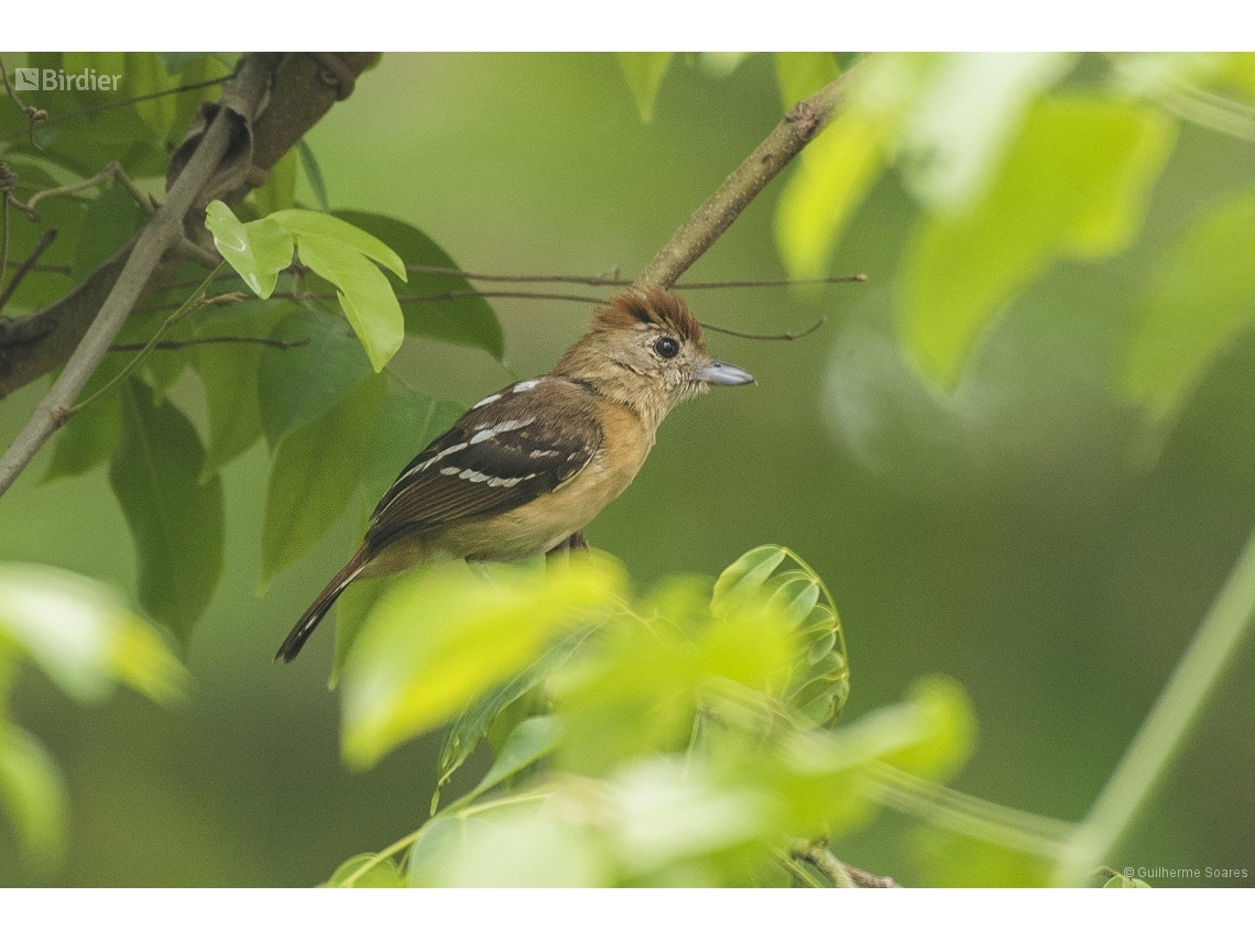 Thamnophilus pelzelni