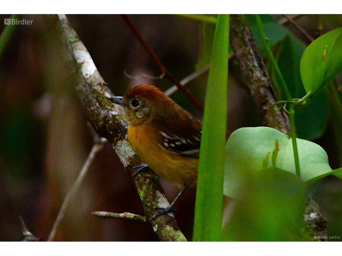 Thamnophilus pelzelni