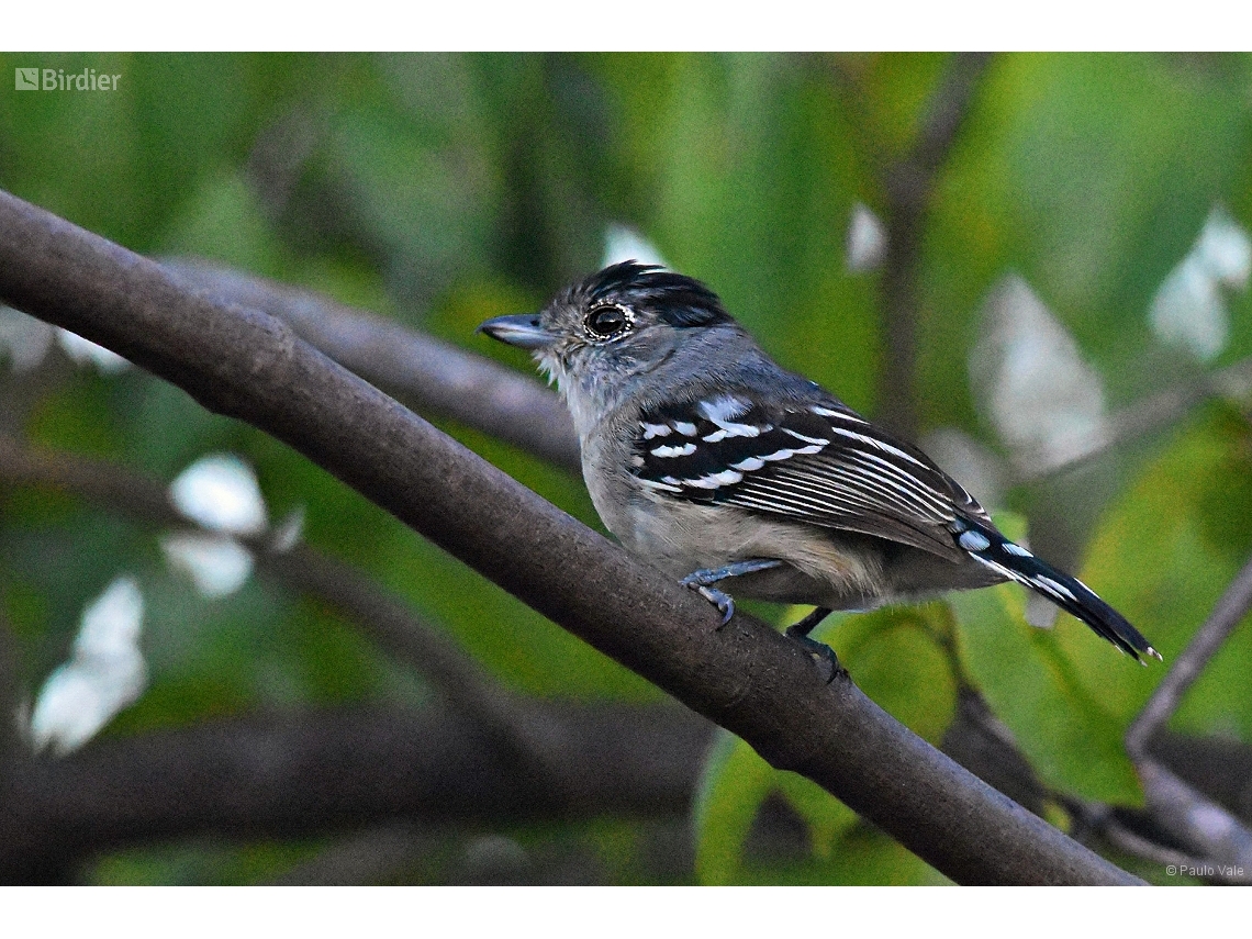 Thamnophilus pelzelni