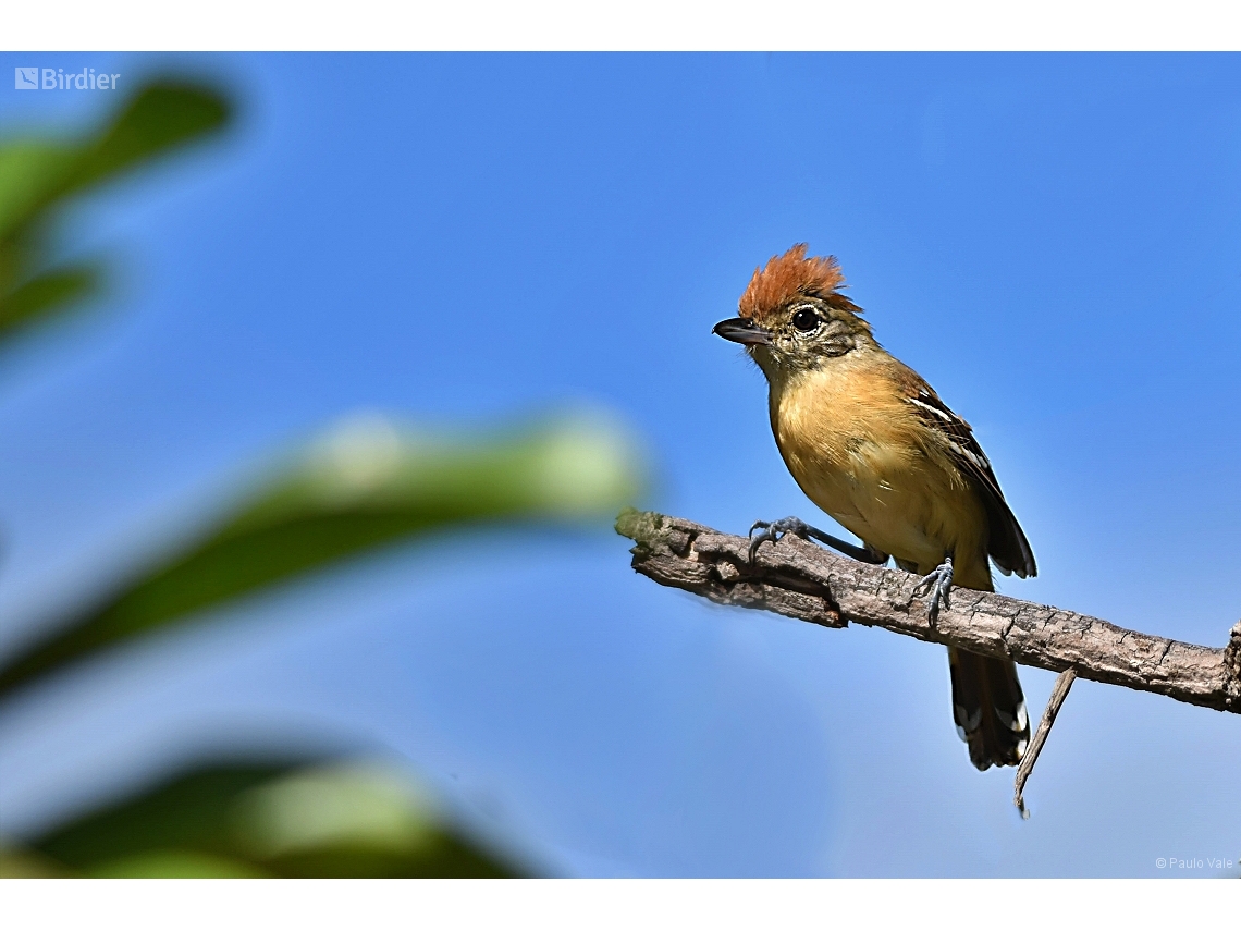 Thamnophilus pelzelni