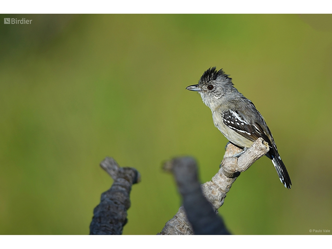 Thamnophilus pelzelni