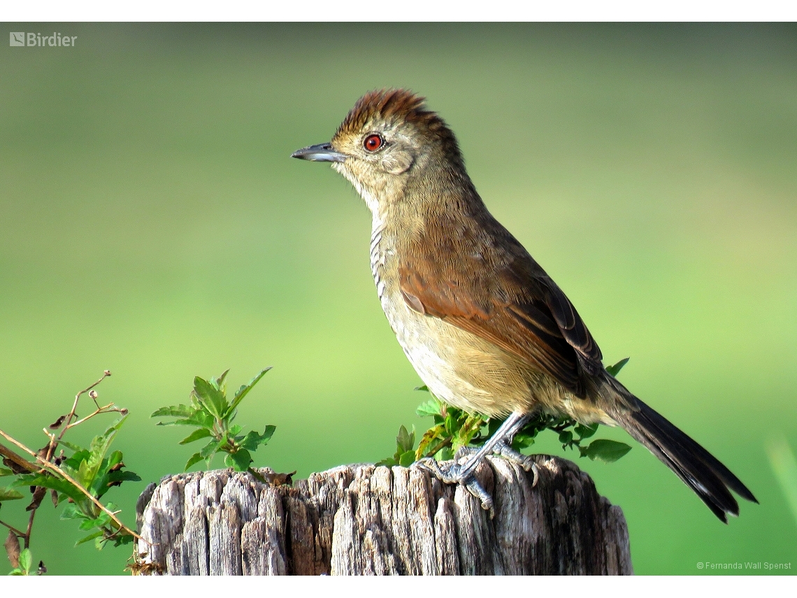 Thamnophilus ruficapillus