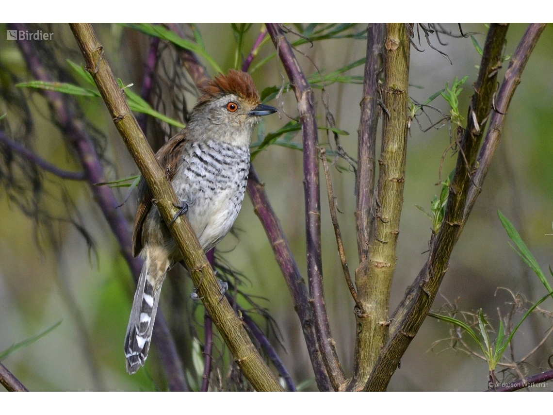 Thamnophilus ruficapillus