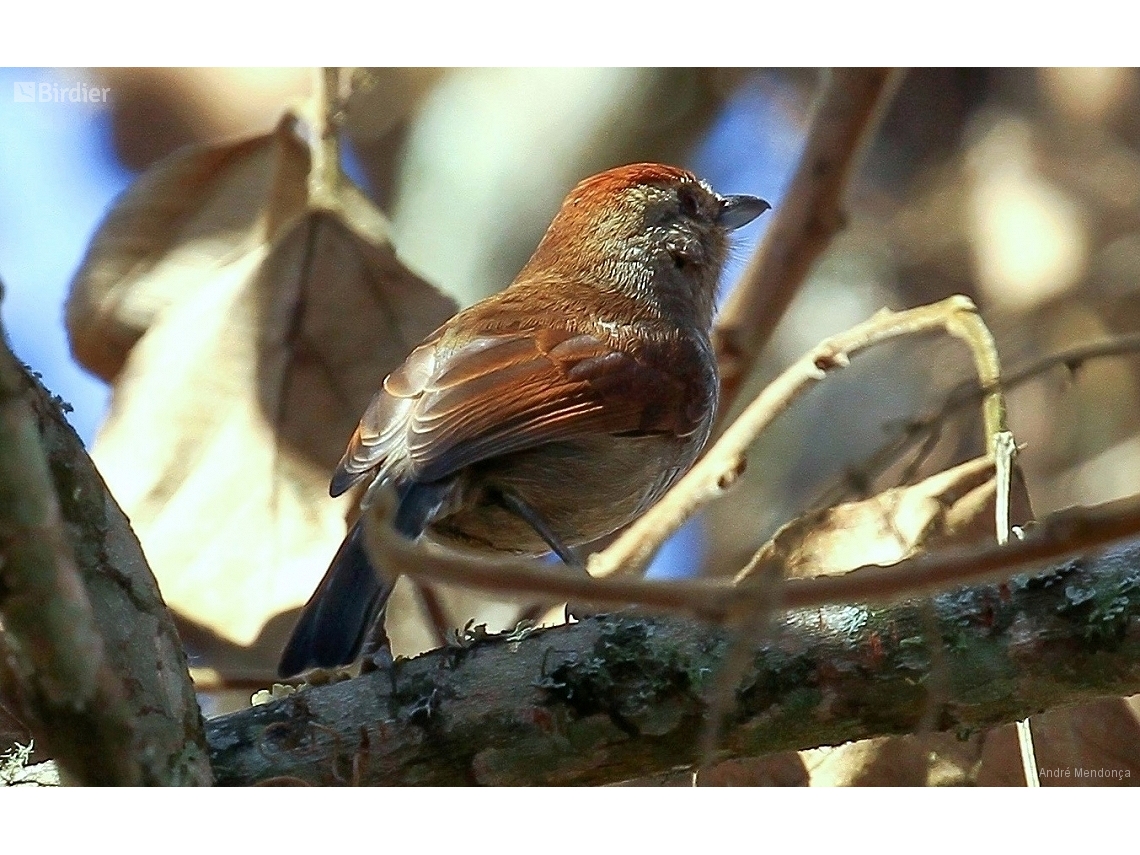 Thamnophilus ruficapillus