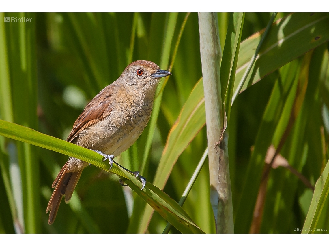 Thamnophilus ruficapillus