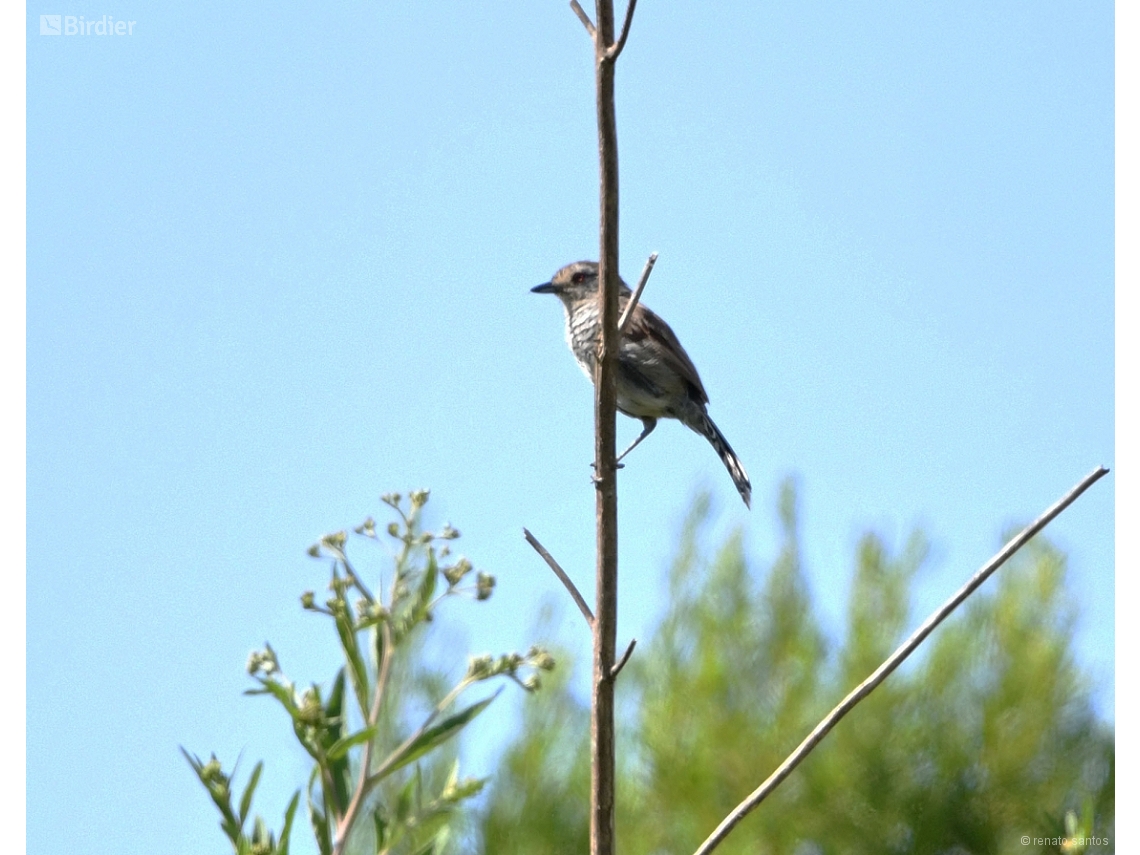 Thamnophilus ruficapillus