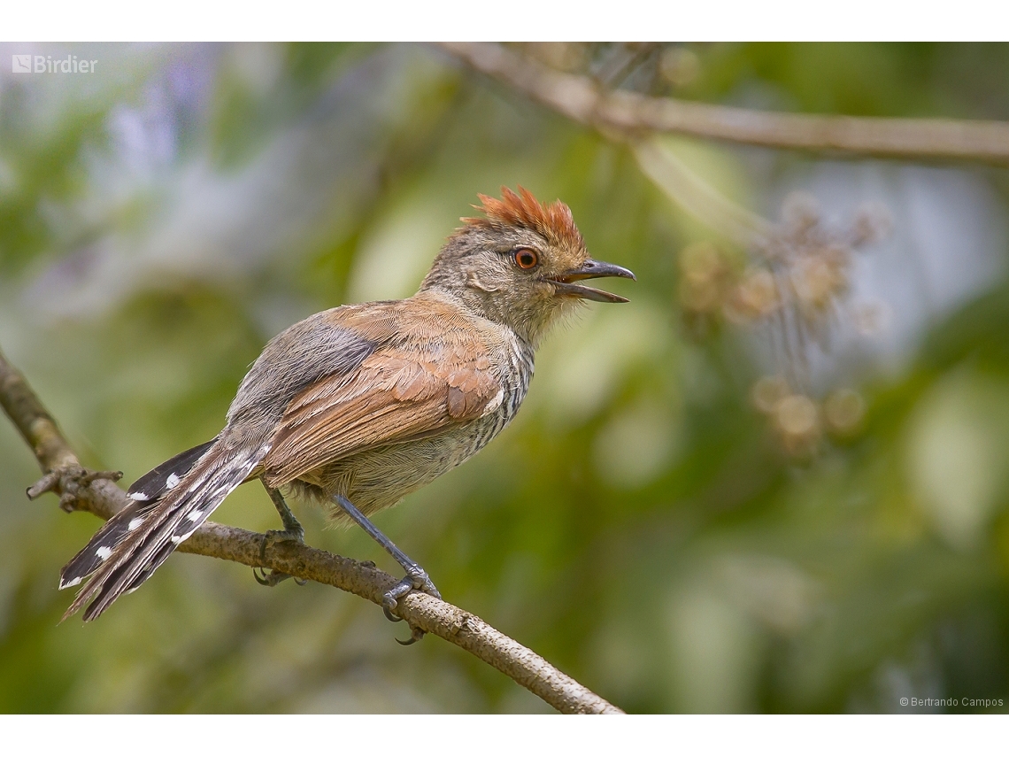 Thamnophilus ruficapillus