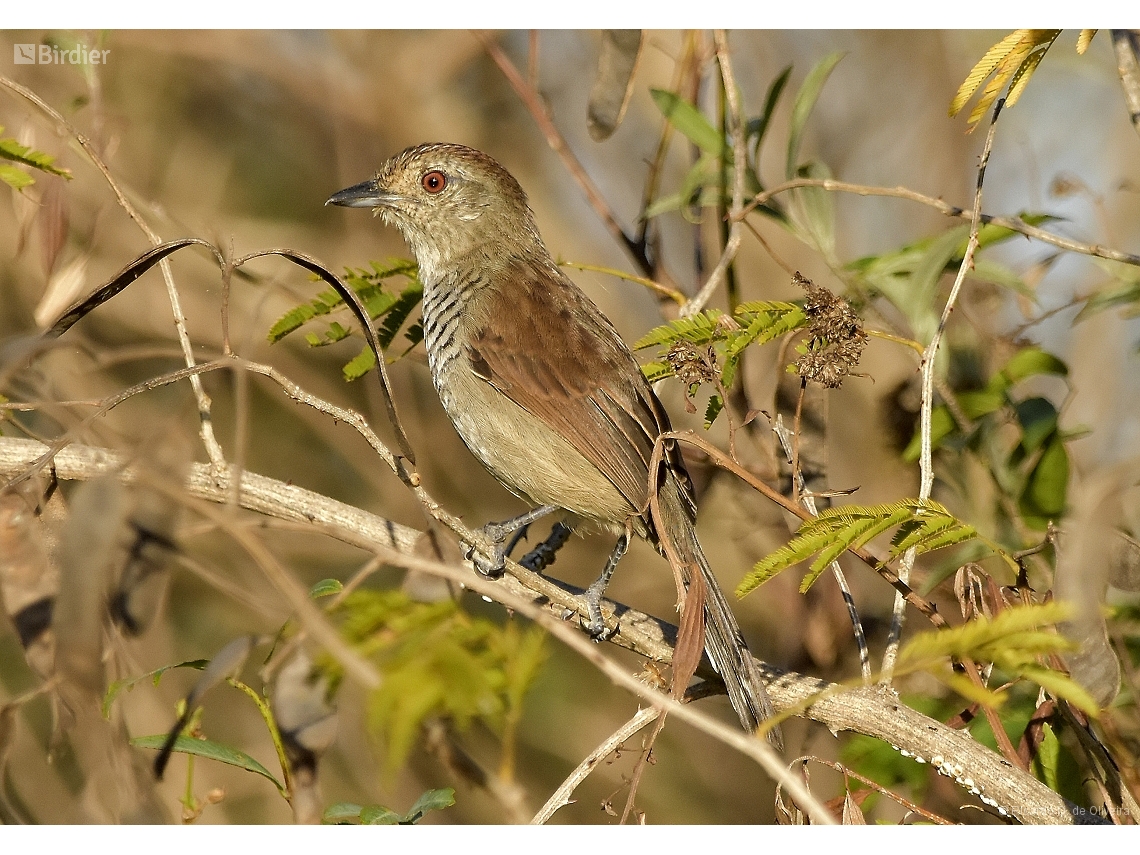 Thamnophilus ruficapillus