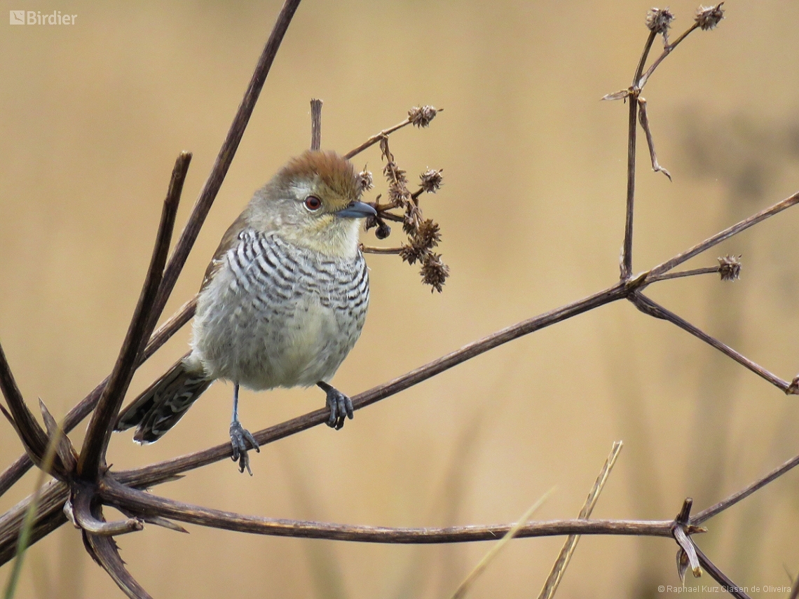 Thamnophilus ruficapillus