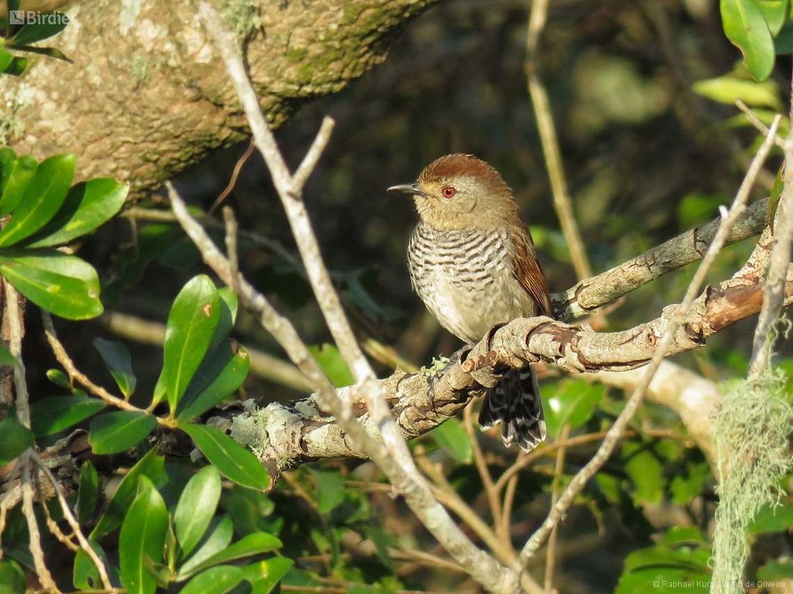 Thamnophilus ruficapillus